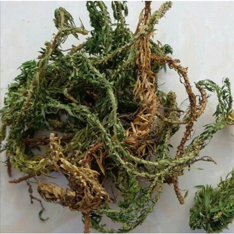 100g Qian Ceng Ta 千层塔, Herba Huperzia Serrata, Jin Bu Huan, She Zu-[Chinese Herbs Online]-[chinese herbs shop near me]-[Traditional Chinese Medicine TCM]-[chinese herbalist]-Find Chinese Herb™