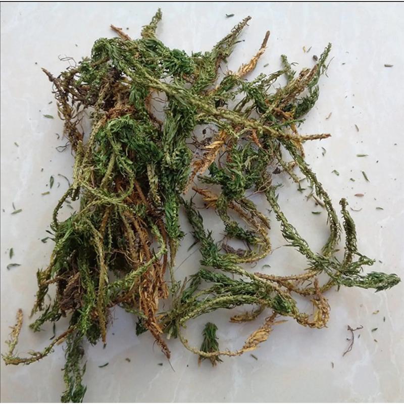 100g Qian Ceng Ta 千层塔, Herba Huperzia Serrata, Jin Bu Huan, She Zu-[Chinese Herbs Online]-[chinese herbs shop near me]-[Traditional Chinese Medicine TCM]-[chinese herbalist]-Find Chinese Herb™