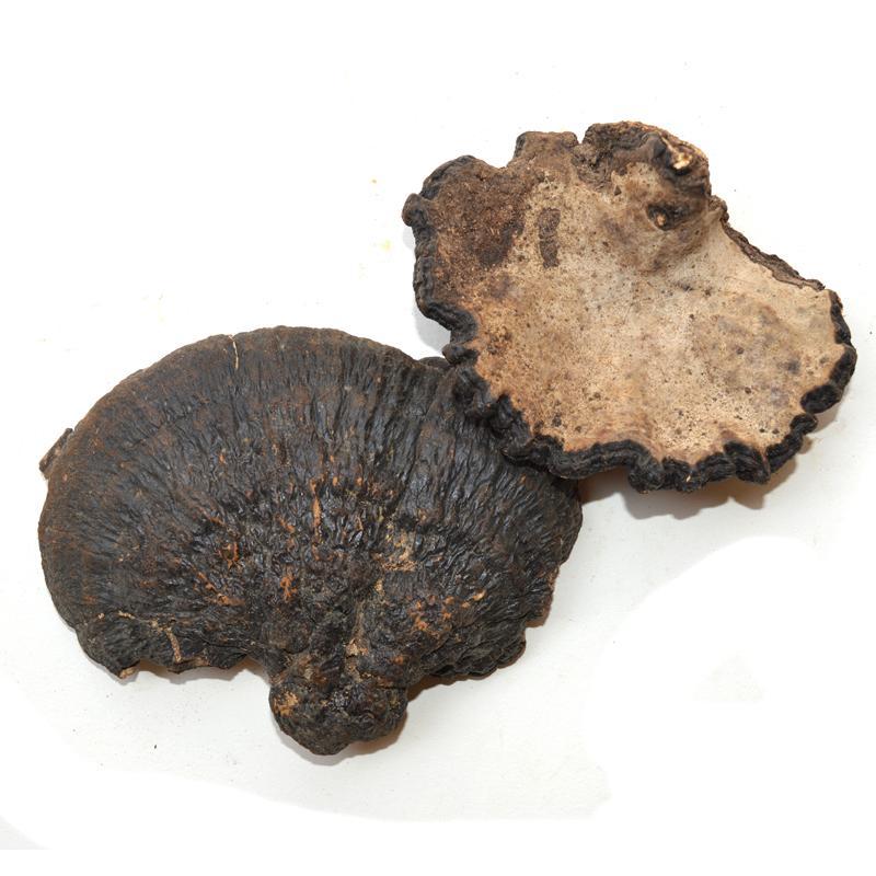 1kg Bao Shu Gai Ling Zhi 薄树盖灵芝, Reishi Mushroom, Ganoderma Capense, Wild Lingzhi-[Chinese Herbs Online]-[chinese herbs shop near me]-[Traditional Chinese Medicine TCM]-[chinese herbalist]-Find Chinese Herb™