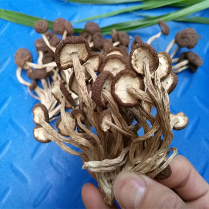 1kg Cha Shu Gu 茶树菇, Agrocybe Aegerita, Yanagimatsutake, Chestnut Mushroom-[Chinese Herbs Online]-[chinese herbs shop near me]-[Traditional Chinese Medicine TCM]-[chinese herbalist]-Find Chinese Herb™