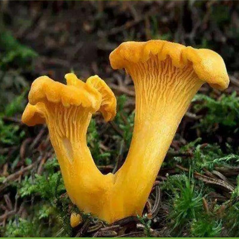 1kg Ji You Jun 鸡油菌, Cantharellus Cibarius, Wild Mushroom-[Chinese Herbs Online]-[chinese herbs shop near me]-[Traditional Chinese Medicine TCM]-[chinese herbalist]-Find Chinese Herb™