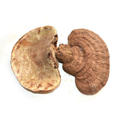 1kg Shu Ling Zhi 灵芝, Reishi Mushroom, Ganoderma Lucidum, Wild Ling Zhi-[Chinese Herbs Online]-[chinese herbs shop near me]-[Traditional Chinese Medicine TCM]-[chinese herbalist]-Find Chinese Herb™