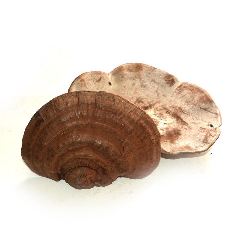 1kg Shu Ling Zhi 灵芝, Reishi Mushroom, Ganoderma Lucidum, Wild Ling Zhi-[Chinese Herbs Online]-[chinese herbs shop near me]-[Traditional Chinese Medicine TCM]-[chinese herbalist]-Find Chinese Herb™