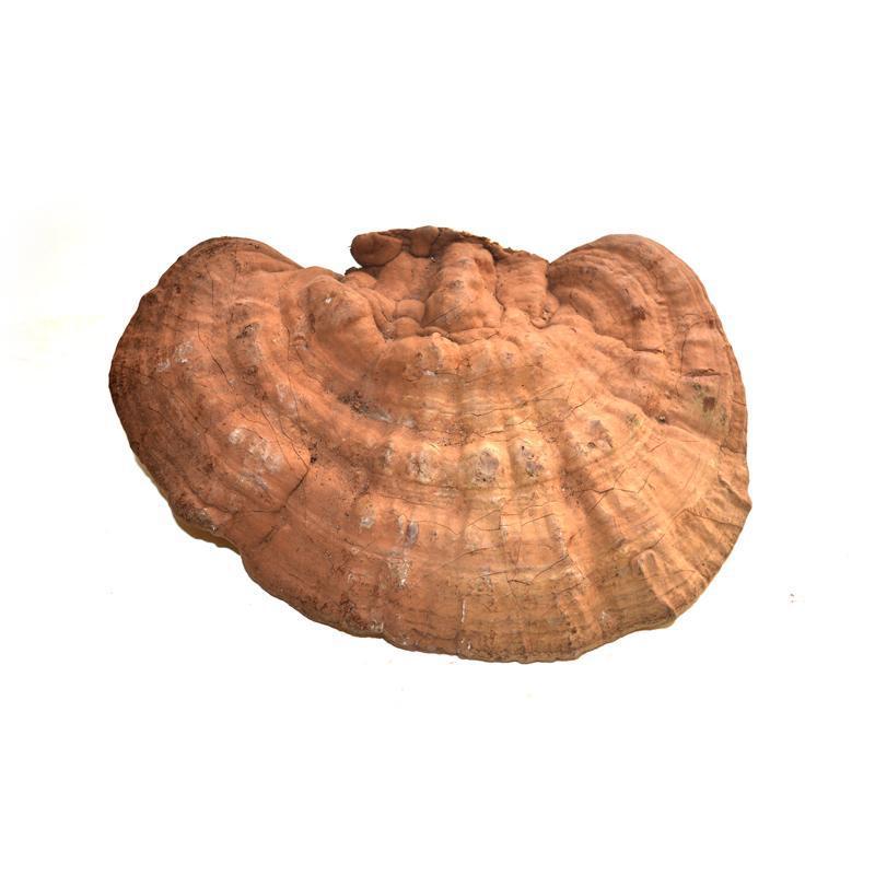 1kg Shu Ling Zhi 灵芝, Reishi Mushroom, Ganoderma Lucidum, Wild Ling Zhi-[Chinese Herbs Online]-[chinese herbs shop near me]-[Traditional Chinese Medicine TCM]-[chinese herbalist]-Find Chinese Herb™