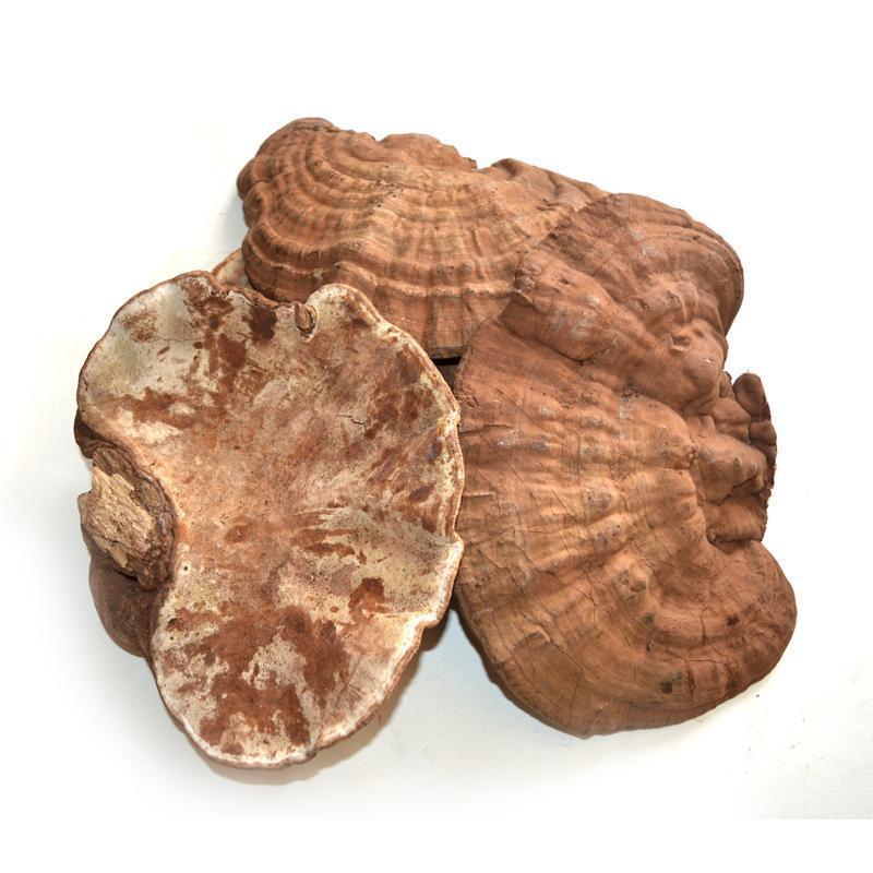 1kg Shu Ling Zhi 灵芝, Reishi Mushroom, Ganoderma Lucidum, Wild Ling Zhi-[Chinese Herbs Online]-[chinese herbs shop near me]-[Traditional Chinese Medicine TCM]-[chinese herbalist]-Find Chinese Herb™