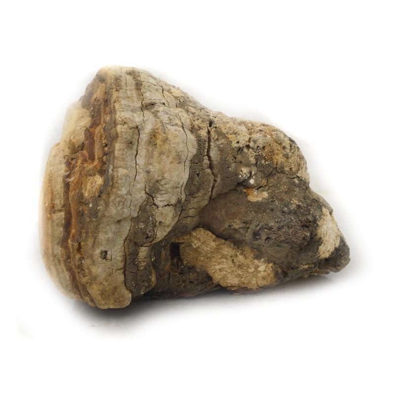 500g Ku Bai Ti 苦白蹄, Fomitopsis Officinalis, Wild Mushroom-[Chinese Herbs Online]-[chinese herbs shop near me]-[Traditional Chinese Medicine TCM]-[chinese herbalist]-Find Chinese Herb™