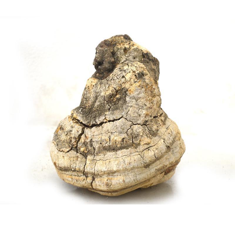 500g Ku Bai Ti 苦白蹄, Fomitopsis Officinalis, Wild Mushroom-[Chinese Herbs Online]-[chinese herbs shop near me]-[Traditional Chinese Medicine TCM]-[chinese herbalist]-Find Chinese Herb™