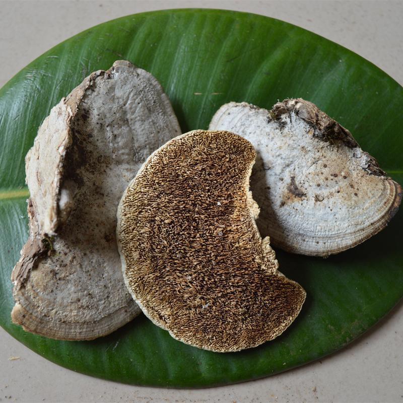 500g Mao Shuan Jun 毛栓菌, Trametes Hirsuta, Reishi Mushroom-[Chinese Herbs Online]-[chinese herbs shop near me]-[Traditional Chinese Medicine TCM]-[chinese herbalist]-Find Chinese Herb™