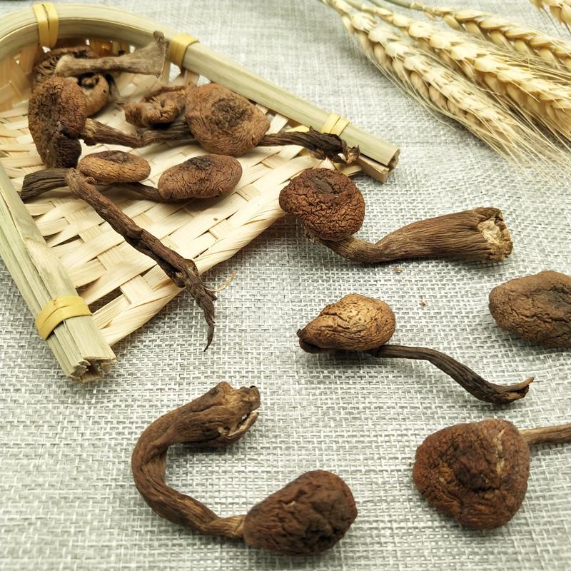 500g Zhen Mo 榛蘑, Hazel Dell Mushroom, Wild Fungs-[Chinese Herbs Online]-[chinese herbs shop near me]-[Traditional Chinese Medicine TCM]-[chinese herbalist]-Find Chinese Herb™