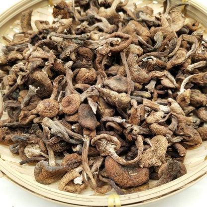 500g Zhen Mo 榛蘑, Hazel Dell Mushroom, Wild Fungs-[Chinese Herbs Online]-[chinese herbs shop near me]-[Traditional Chinese Medicine TCM]-[chinese herbalist]-Find Chinese Herb™