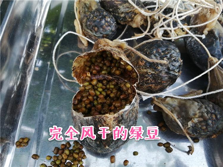 Pure Powder Zhu Dan Lv Dou 猪胆绿豆, Green Bean And Pig's Gallbladder, Sus Scrofa Domestica Brisson-[Chinese Herbs Online]-[chinese herbs shop near me]-[Traditional Chinese Medicine TCM]-[chinese herbalist]-Find Chinese Herb™